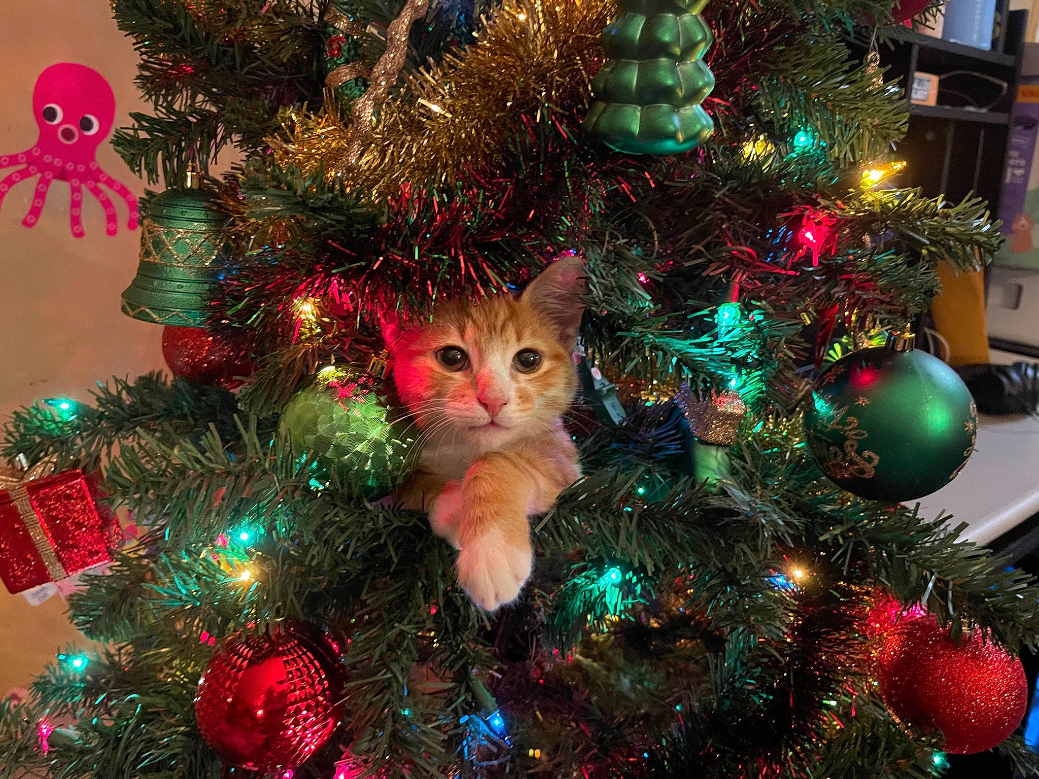 Cheddar is registered to the contest to win money with this photo: branch, carnivore, cat, christmas_decoration, christmas_ornament, christmas_tree, event, evergreen, felidae, green, holiday_ornament, larch, leaf, light, nature, organism, ornament, small_to_medium_sized_cats, whiskers, woody_plant