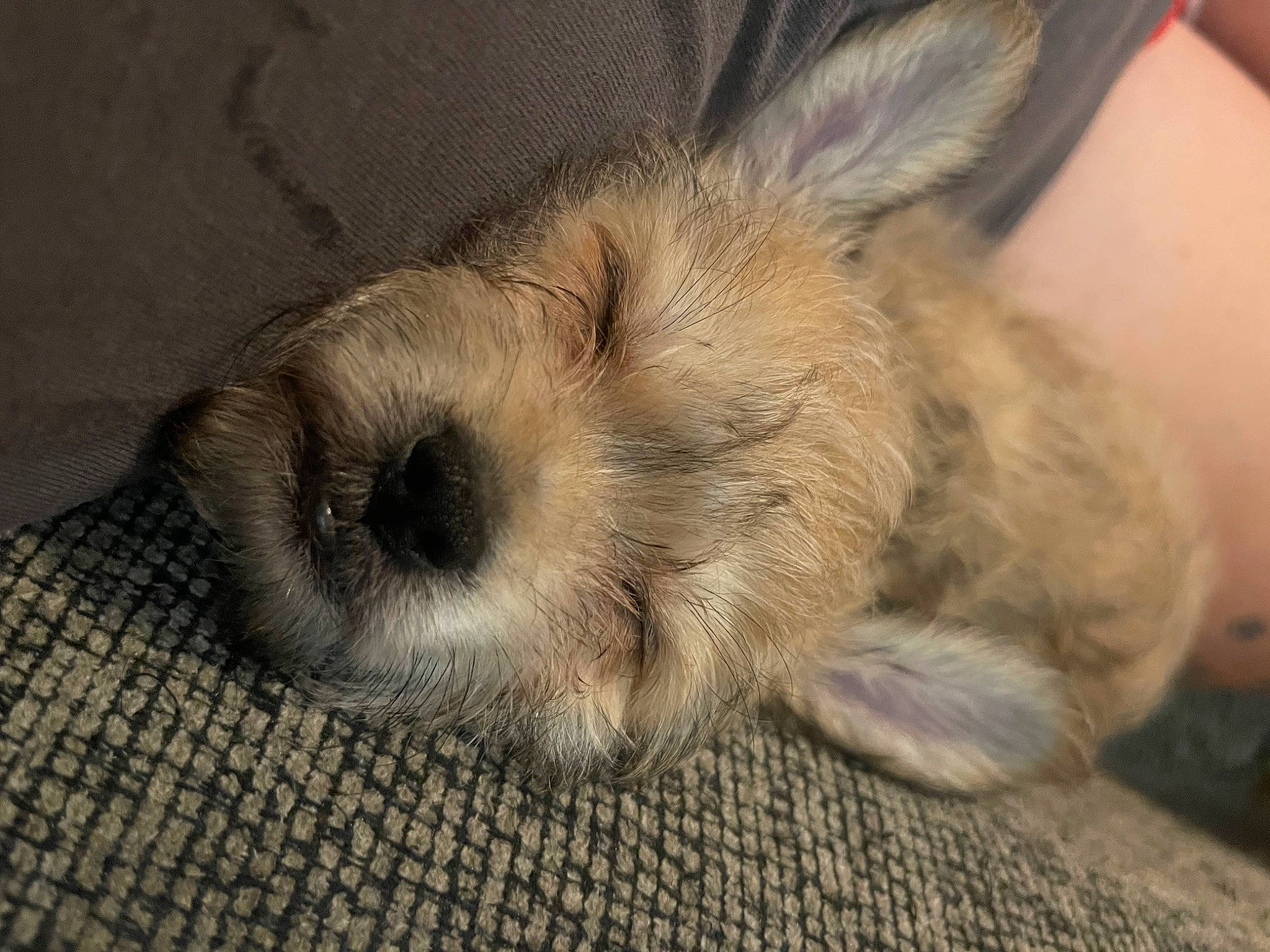 Scooby is registered to the contest to win money with this photo: canidae, carnivore, claw, comfort, companion_dog, dog, dog_breed, ear, fawn, foot, fur, nap, paw, rabbits_and_hares, sleep, snout, sporting_group, terrestrial_animal, toy_dog, whiskers