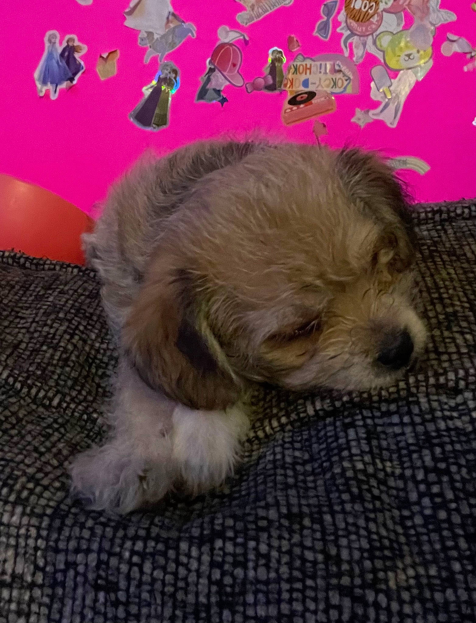 Scooby is registered to the contest to win money with this photo: canidae, carnivore, companion_dog, dog, dog_breed, fawn, fur, liver, magenta, paw, puppy_love, shih_tzu, small_terrier, snout, sporting_group, tail, terrestrial_animal, terrier, toy_dog, whiskers