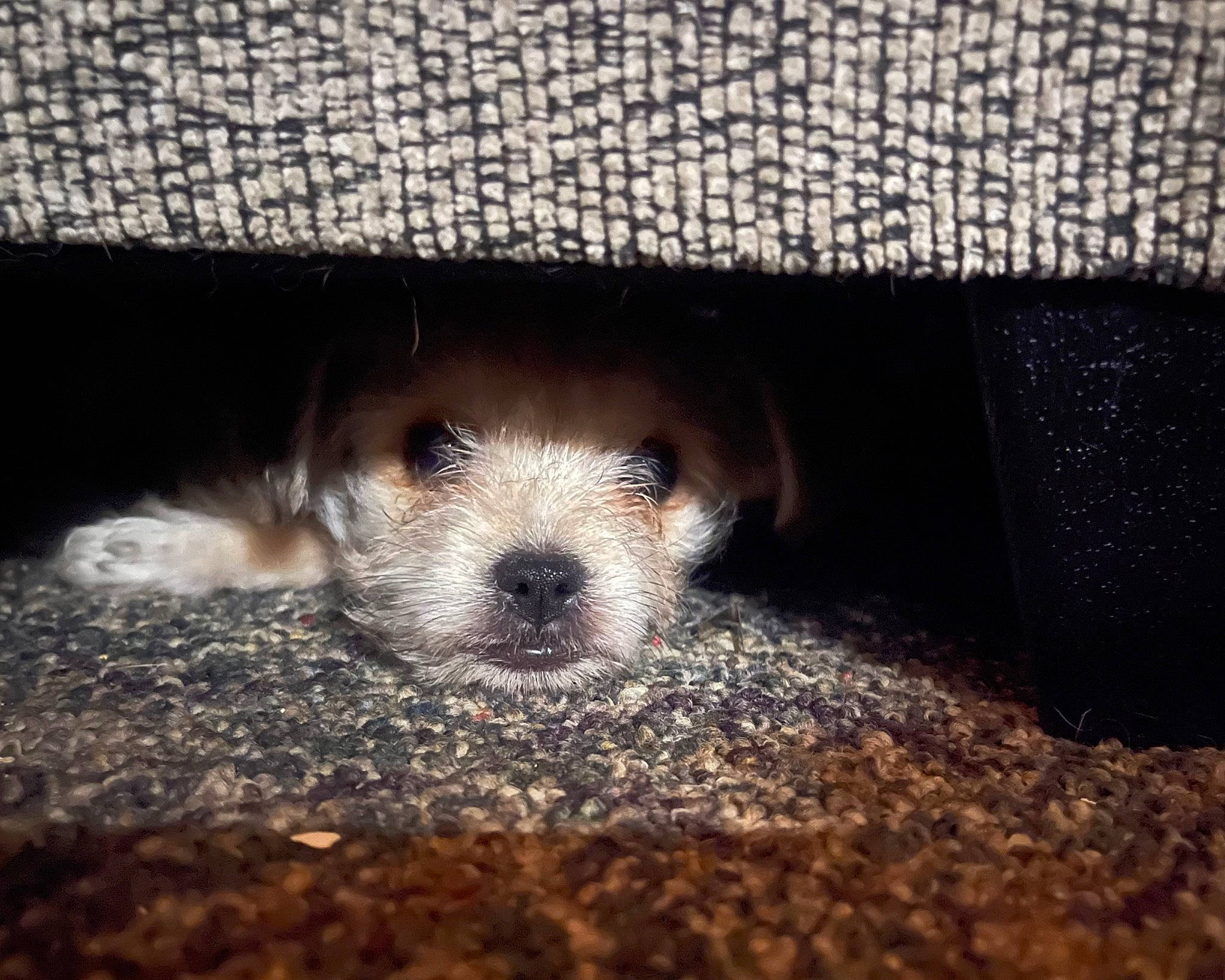 Scooby joined the competition — help win amazing prizes! canidae, carnivore, cloud, companion_dog, dog, dog_breed, fawn, flooring, fur, linens, meteorological_phenomenon, paw, puppy_love, sky, soil, sporting_group, terrier, toy_dog, whiskers, wood