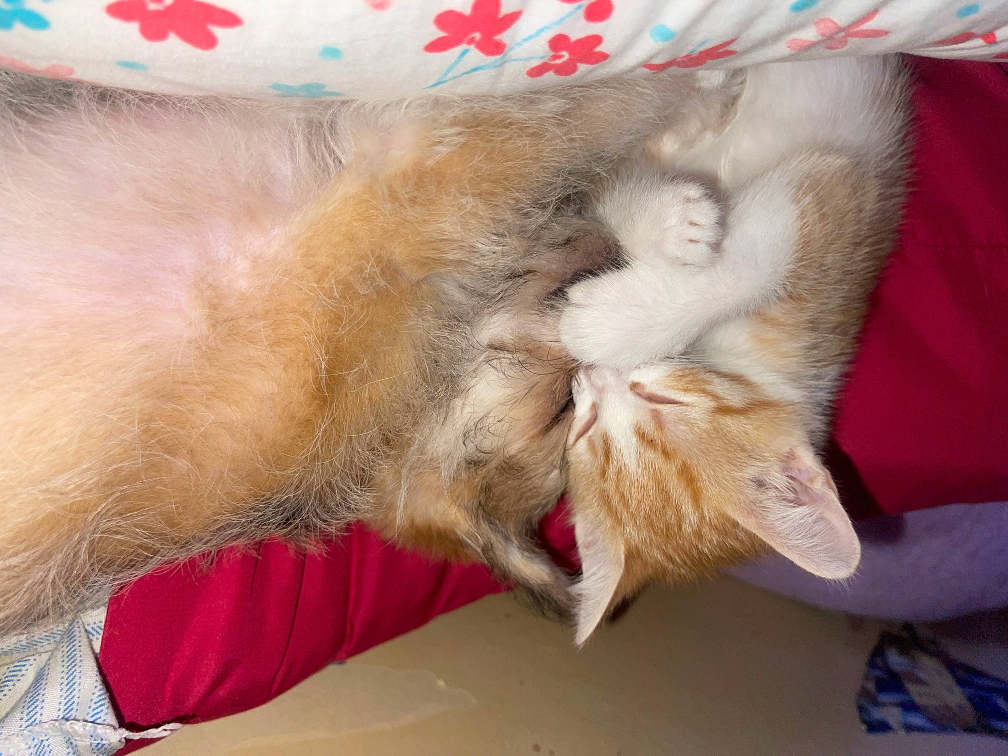 Baby is registered to the contest to win money with this photo: carnivore, cat, cat_bed, claw, comfort, domestic_short_haired_cat, fawn, felidae, fur, nap, paw, sleep, small_to_medium_sized_cats, snout, tail, whiskers