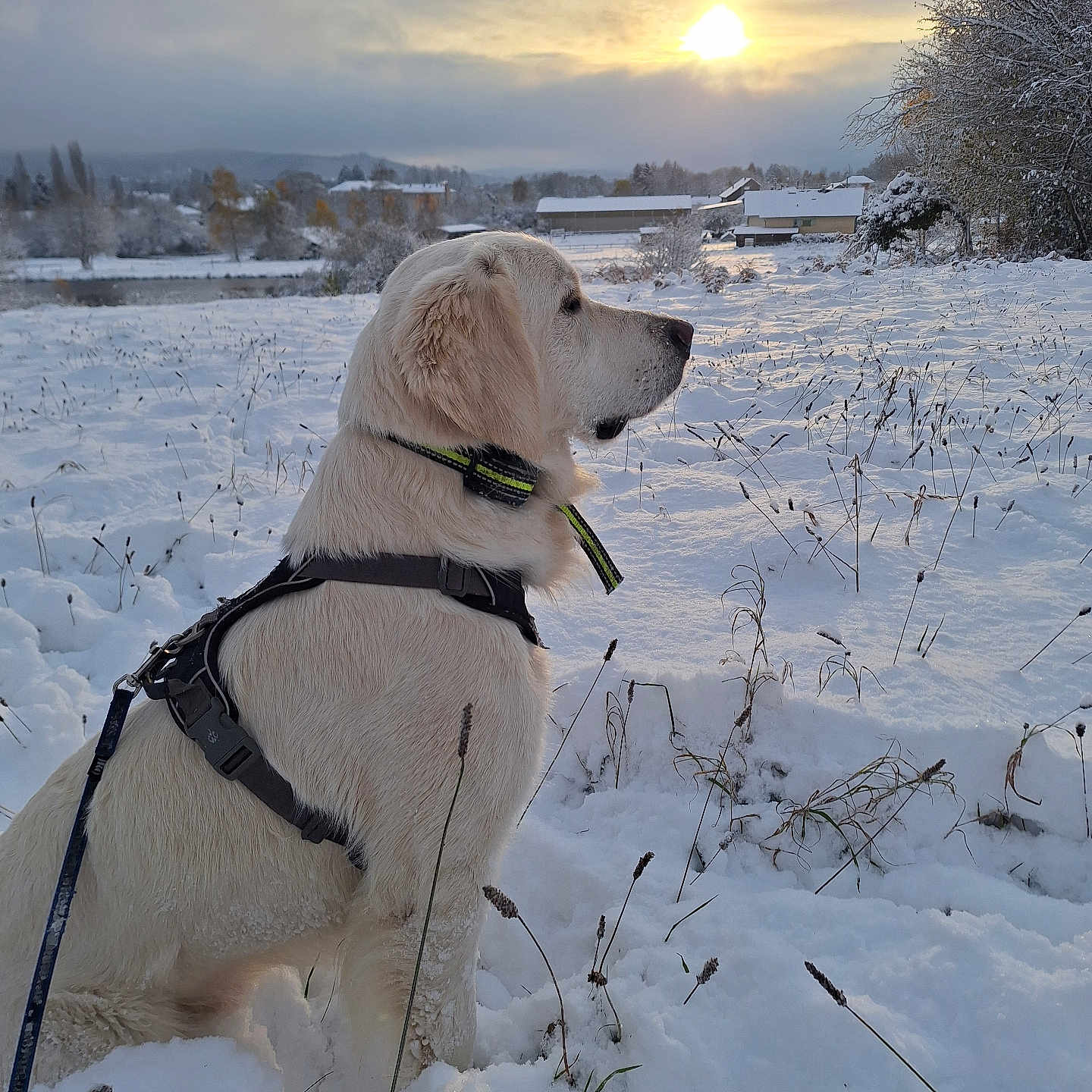 Teddy participe au concours pour gagner de l'argent avec cette photo : animal, calm, clouds, dog, field, frost, golden_retriever, harness, landscape, leash, nature, outdoor, pet, plants, rural, sky, snow, sunset, trees, winter