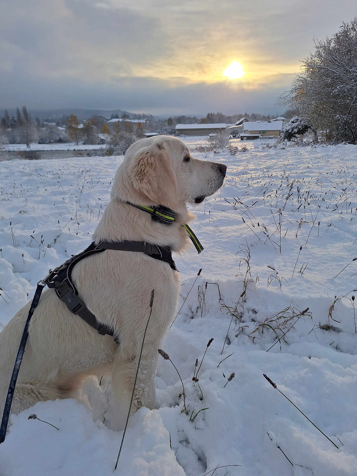 Teddy participe au concours pour gagner de l'argent avec cette photo : dog, golden_retriever, snow, winter, sunset, field, leash, harness, outdoor, nature, trees, plants, sky, clouds, rural, calm, animal, pet, landscape, frost