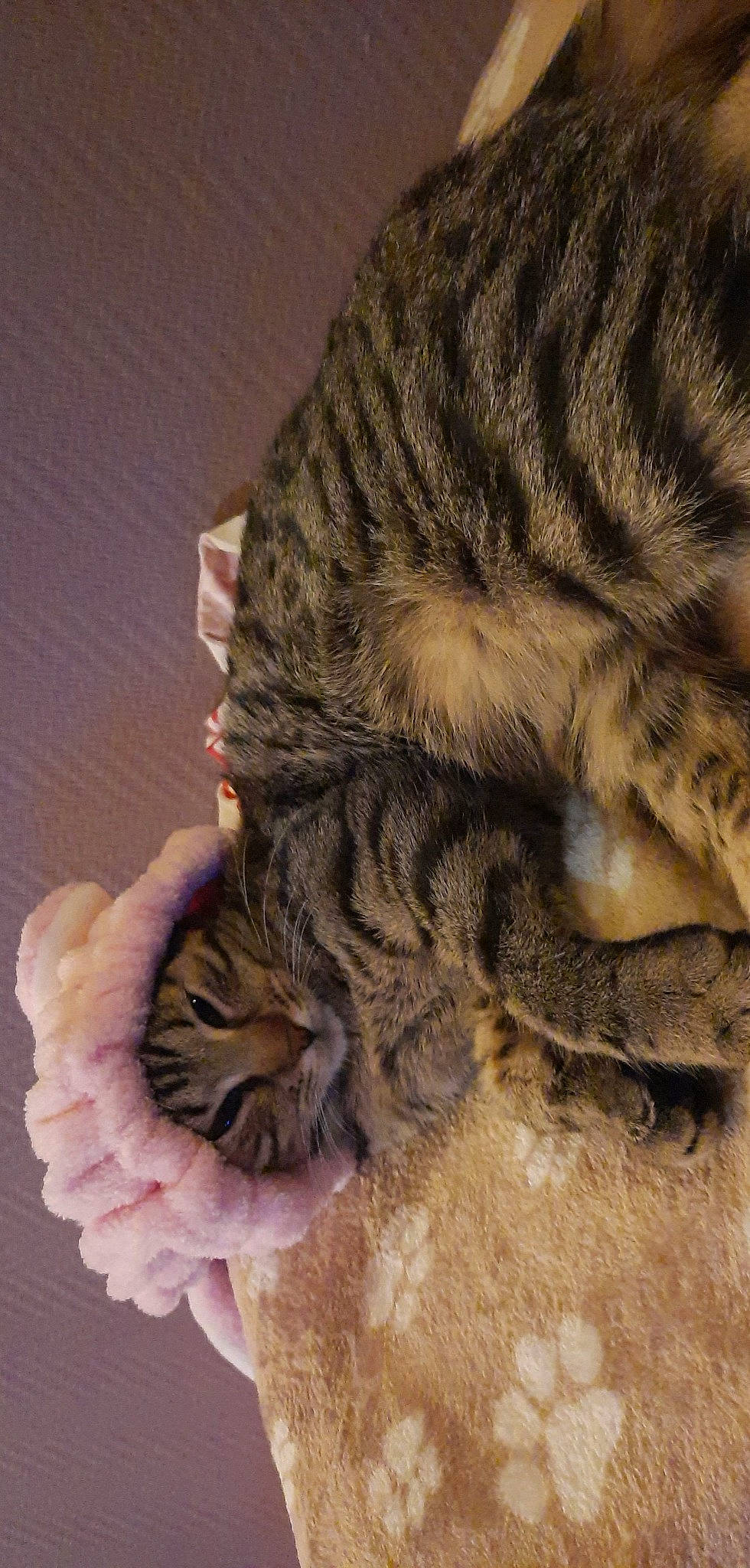 Marly a rejoint le concours — aidez-le/la à gagner de superbes lots ! big_cats, carnivore, cat, claw, comfort, domestic_short_haired_cat, eye, fawn, felidae, foot, fur, hair, human_body, leg, paw, small_to_medium_sized_cats, snout, tail, terrestrial_animal, whiskers