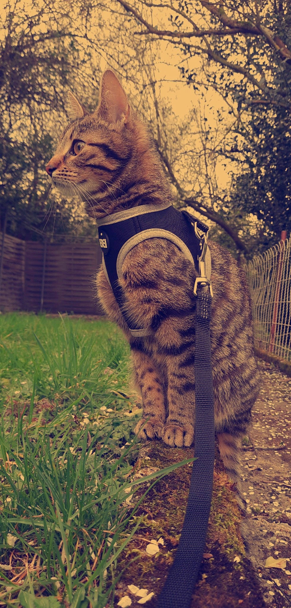 Marly a rejoint le concours — aidez-le/la à gagner de superbes lots ! big_cats, carnivore, cat, domestic_short_haired_cat, fawn, felidae, fur, grass, paw, plant, small_to_medium_sized_cats, snout, tail, terrestrial_animal, tints_and_shades, tree, trunk, whiskers, window, wood