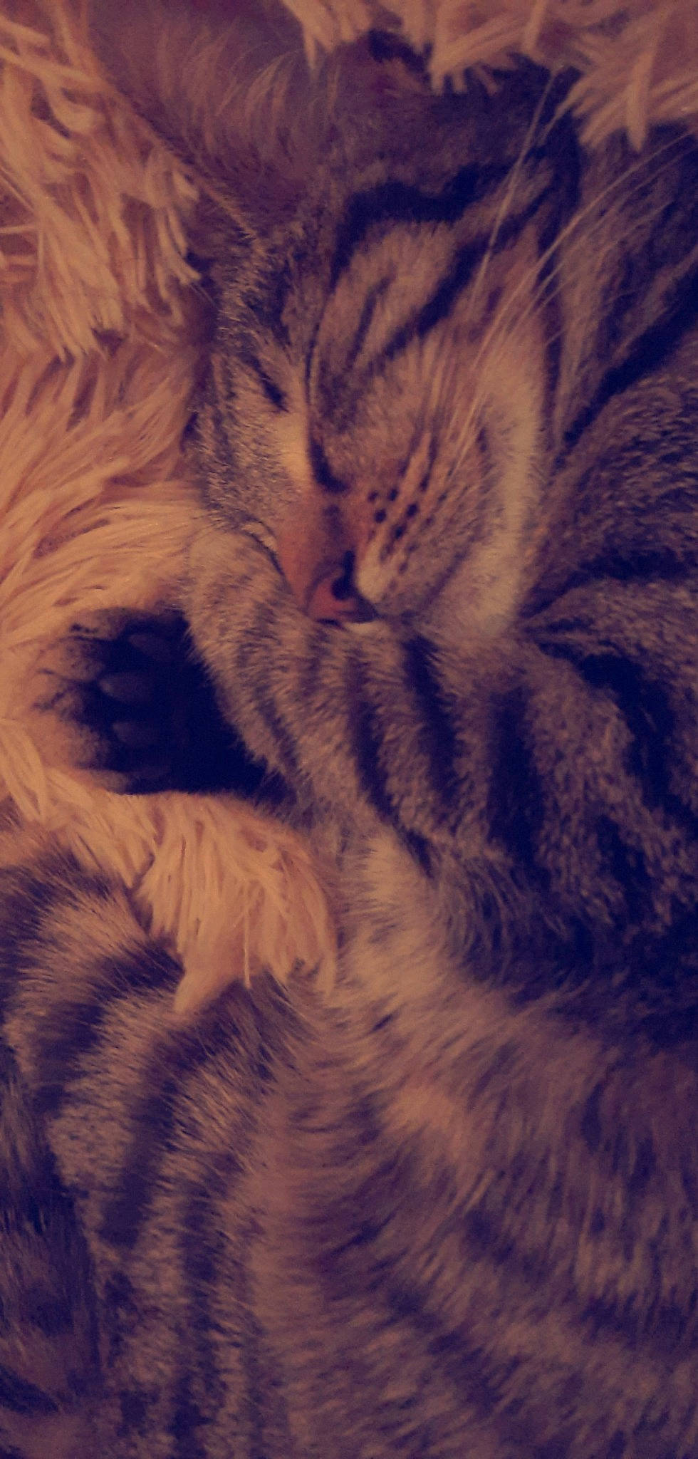 Marly a rejoint le concours — aidez-le/la à gagner de superbes lots ! carnivore, cat, cloud, darkness, domestic_short_haired_cat, electric_blue, felidae, fur, macro_photography, meteorological_phenomenon, mountain, pattern, paw, sky, small_to_medium_sized_cats, snout, tail, whiskers, wood, wool