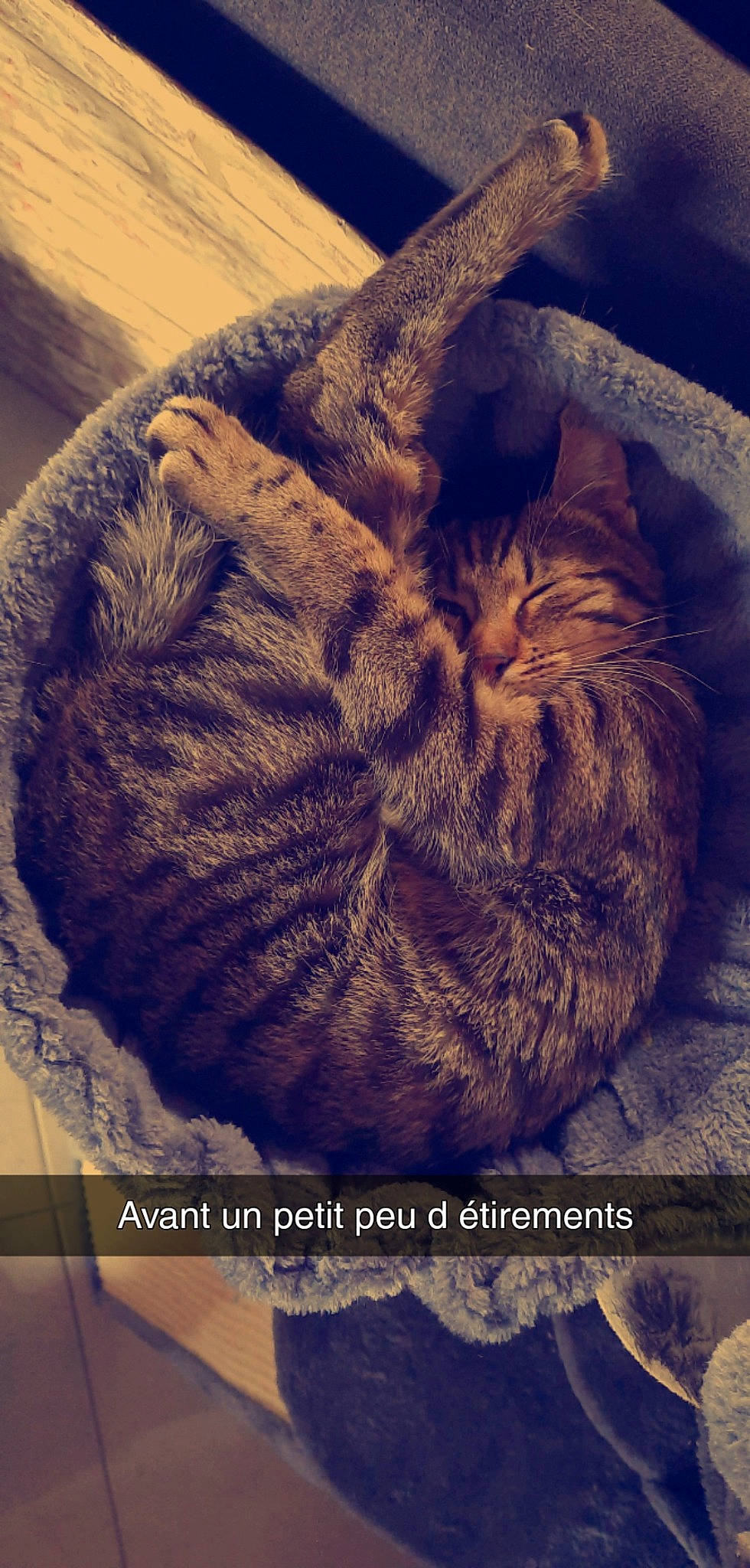 Marly a rejoint le concours — aidez-le/la à gagner de superbes lots ! carnivore, cat, cloud, comfort, domestic_short_haired_cat, felidae, font, fur, happy, love, meteorological_phenomenon, mountain, small_to_medium_sized_cats, snout, square, tail, terrestrial_animal, whiskers, wool, woolen
