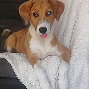 Valya participe au concours pour gagner de l'argent avec cette photo : dog, puppy, heterochromia, brown_and_white, blue_eye, tongue_out, fluffy_blanket, couch, indoor, pet, animal, cute, relaxed, laying_down, front_paws, ears, nose, fur, domestic_animal, companion