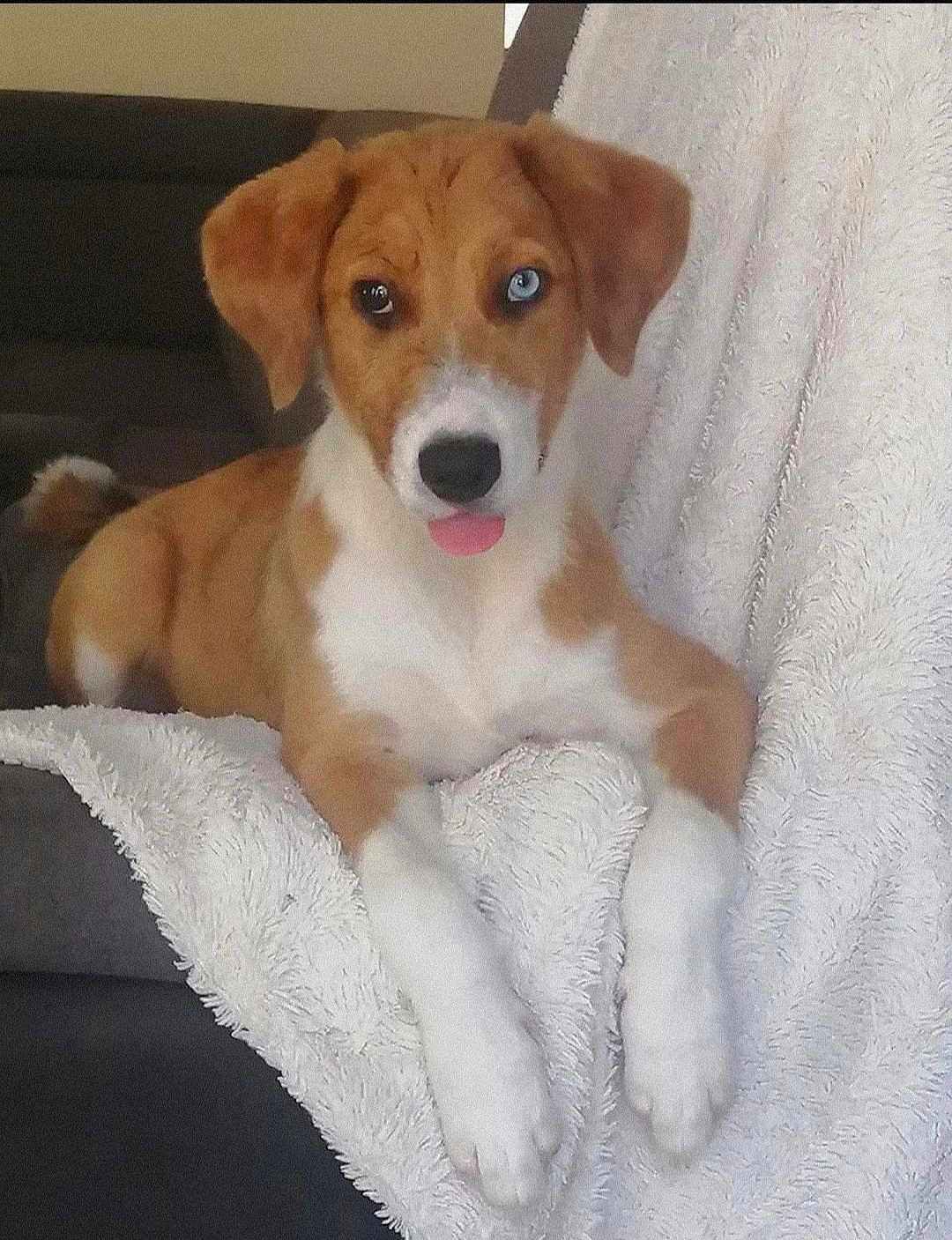 Valya participe au concours pour gagner de l'argent avec cette photo : dog, puppy, heterochromia, brown_and_white, blue_eye, tongue_out, fluffy_blanket, couch, indoor, pet, animal, cute, relaxed, laying_down, front_paws, ears, nose, fur, domestic_animal, companion