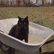 Fifi a rejoint le concours — aidez-le/la à gagner de superbes lots ! black_cat, wheelbarrow, grass, field, trees, bare_trees, car, outdoor, nature, animal, pet, curious, rusty, cloudy_day, wildlife, feline, whiskers, rural, vehicle, daytime