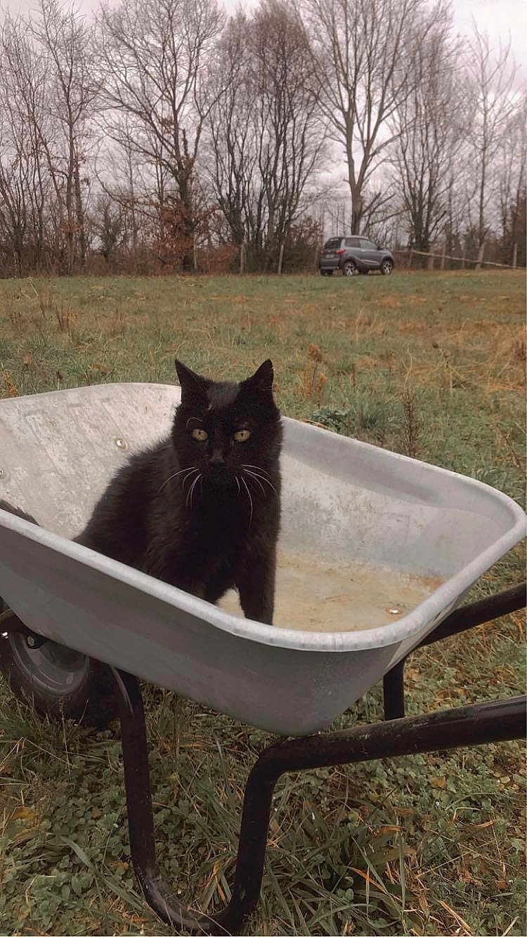 Fifi a rejoint le concours — aidez-le/la à gagner de superbes lots ! black_cat, wheelbarrow, grass, field, trees, bare_trees, car, outdoor, nature, animal, pet, curious, rusty, cloudy_day, wildlife, feline, whiskers, rural, vehicle, daytime
