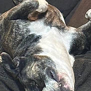 Lilith is registered to the contest to win money with this photo: dog, sleeping, lying_down, pet, canine, fur, relaxed, resting, indoor, blanket, cute, animal, mammal, companion, domestic_animal, snout, paw, ears, closed_eyes, cozy