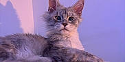 Atlas a rejoint le concours — aidez-le/la à gagner de superbes lots ! cat, gray_cat, fluffy, pet, indoor, perch, soft_lighting, shadow, curious, feline, animal, portrait, relaxed, whiskers, ears, fur, paw, resting, cozy, purple_light