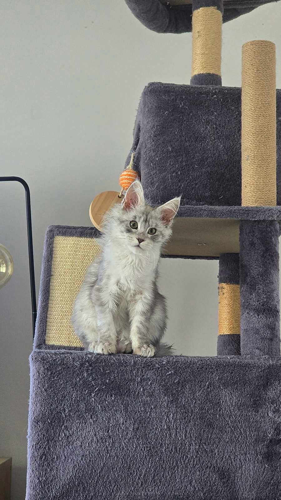 Atlas participe au concours pour gagner de l'argent avec cette photo : cat, kitten, cat_tree, scratching_post, toy, indoor, pet, feline, gray_cat, white_cat, curious, sitting, furry, ears, whiskers, playful, home, cute, animal, looking