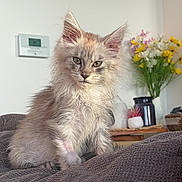 Atlas a rejoint le concours — aidez-le/la à gagner de superbes lots ! kitten, cat, fluffy, pet, indoor, blanket, flower_vase, home_decor, furniture, cute, animal, mammal, whiskers, ears, curious, young, texture, relaxed, cozy, domestic