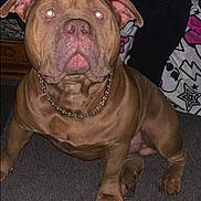 Odin a rejoint le concours — aidez-le/la à gagner de superbes lots ! animal, bed, blanket, brown_dog, canine, carpet, casual_clothing, chain_collar, dog, flash, furniture, glowing_eyes, hands, indoor, legs, patterned_blanket, person, pet, room, seated_person
