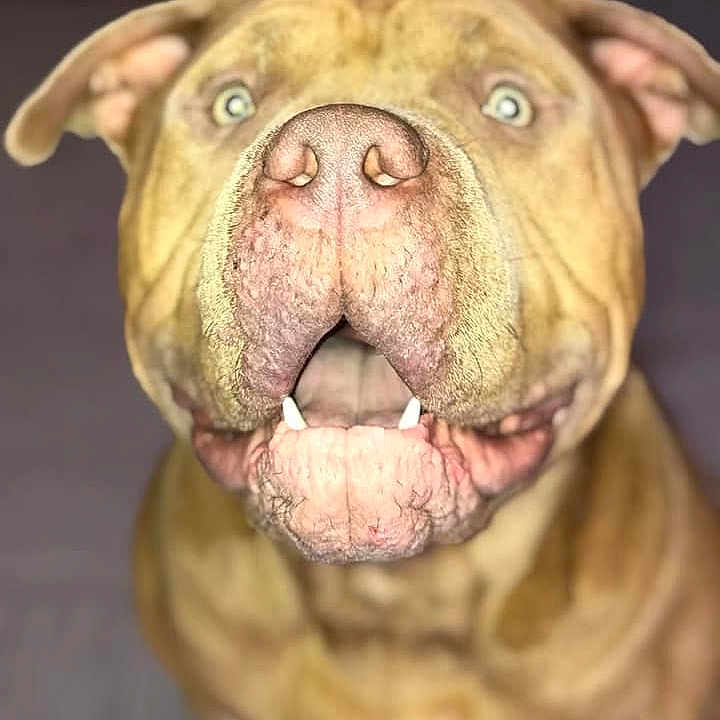 Odin