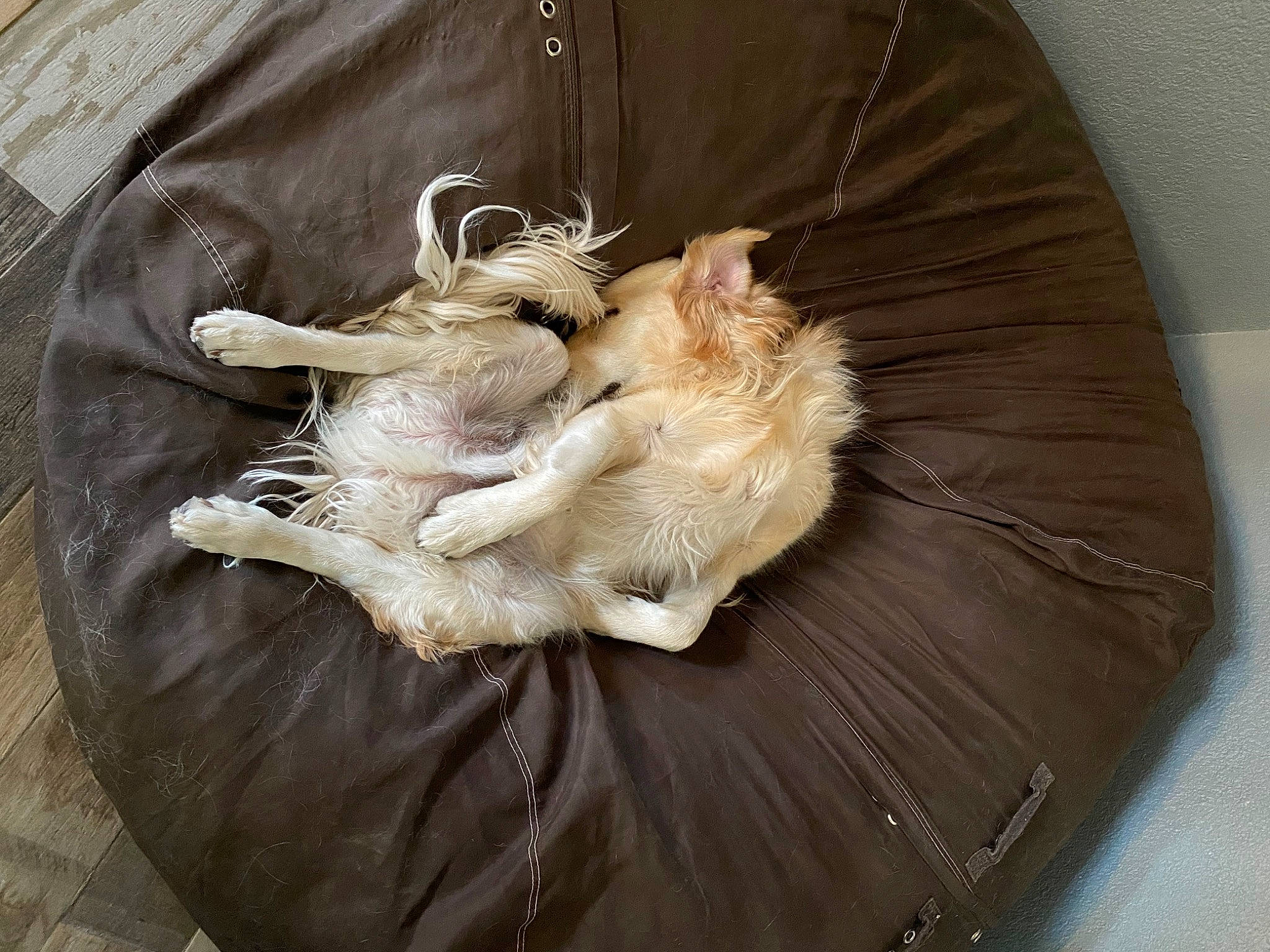 Trooper joined the competition — help win amazing prizes! canidae, carnivore, cat, claw, comfort, companion_dog, dog_breed, felidae, fur, linens, metal, nap, paw, small_to_medium_sized_cats, sporting_group, tail, whiskers, wood