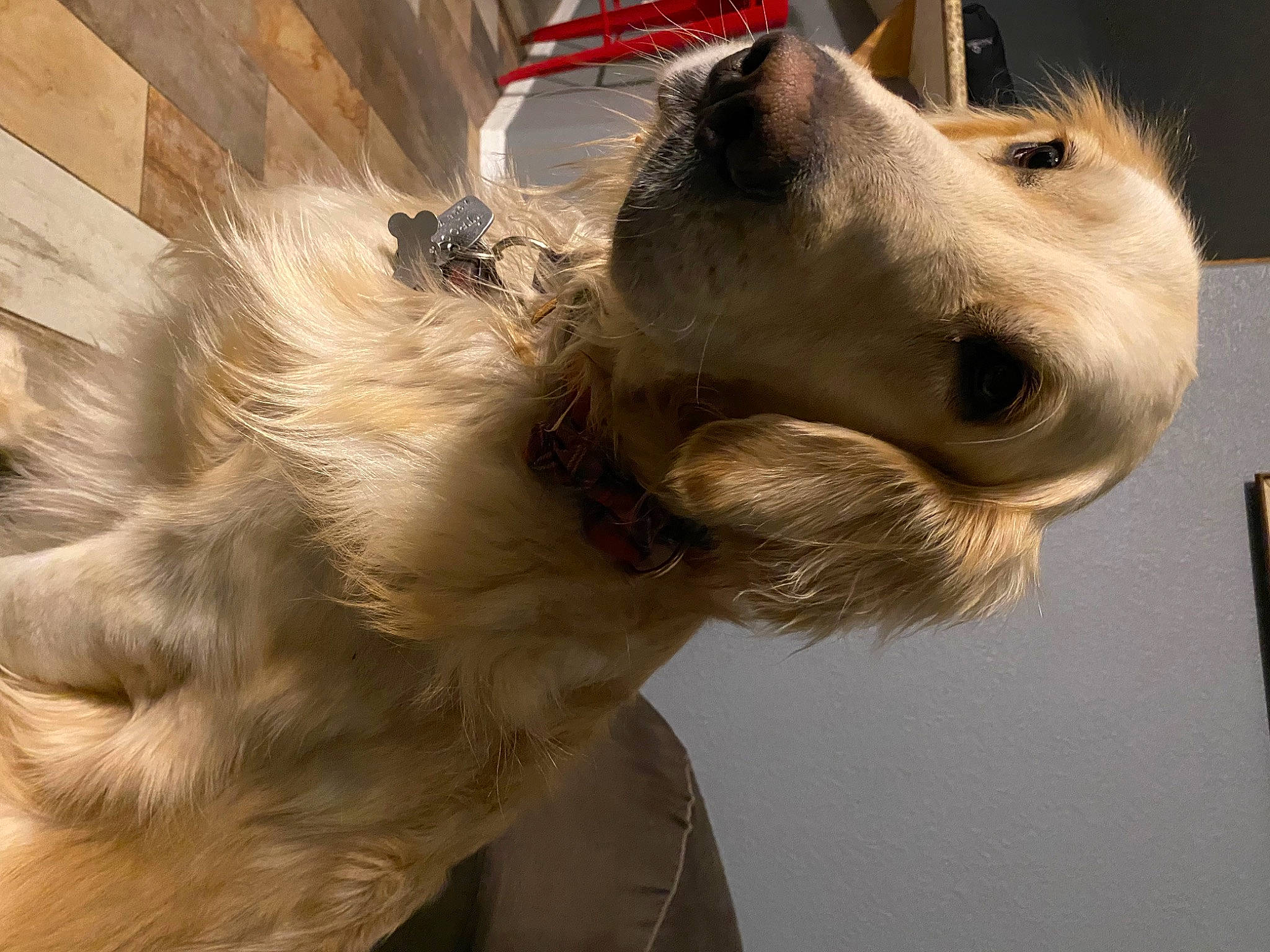 Trooper is registered to the contest to win money with this photo: canidae, carnivore, collar, companion_dog, dog, dog_breed, dog_collar, dog_supply, ear, eyewear, fawn, fur, pet_supply, small_terrier, snout, sporting_group, wall_plate, whiskers, wood, working_animal