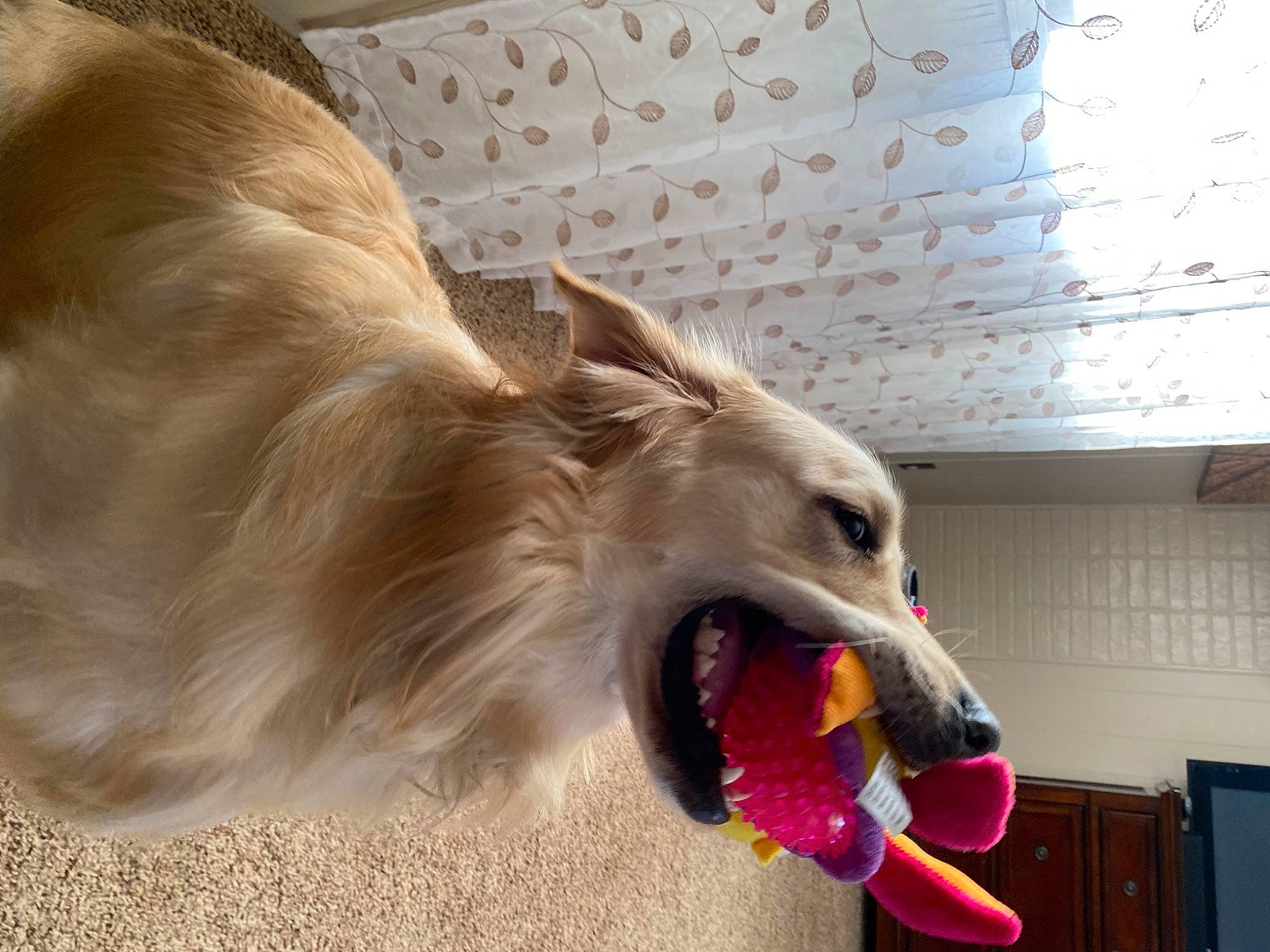 Trooper is registered to the contest to win money with this photo: canidae, carnivore, companion_dog, dog, dog_breed, dog_sports, dog_supply, door, fang, fawn, fur, happy, paw, snout, sporting_group, tooth, whiskers, wing, working_animal, yawn