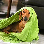 Beignet is registered to the contest to win money with this photo: animal, blanket, brown_dog, canine, companion, couch, cozy, curious, cute, dachshund, dog, domestic, floor, furniture, green_blanket, indoor, pet, resting, tile_floor, wrapped
