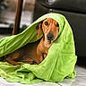 animal, blanket, brown_dog, canine, companion, couch, cozy, curious, cute, dachshund, dog, domestic, floor, furniture, green_blanket, indoor, pet, resting, tile_floor, wrapped