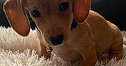 Beignet is registered to the contest to win money with this photo: adorable, animal, brown_fur, collar, couch, cute, cute_pet, dog, domestic_animal, ears, fluffy_rug, fur, indoors, looking, pet, puppy, small, soft_light, window, young