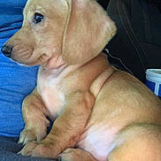 Beignet joined the competition — help win amazing prizes! puppy, dog, brown_fur, pet, animal, sitting, lap, car_interior, cup_holder, blue_shirt, young_dog, cute, side_view, attention, domestic_animal, portrait, fur, small_dog, companion, relaxing