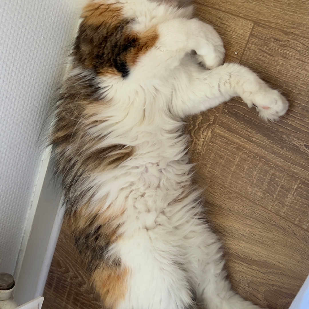 Kira participe au concours pour gagner de l'argent avec cette photo : animal, brown, calm, cat, cozy, cute, domestic_cat, fluffy, fur, indoor, lying_down, orange, peaceful, pet, relaxed, resting, sleeping, tabby, white, wooden_floor