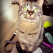 Jade is registered to the contest to win money with this photo: cat, close_up, clothing, cozy, curious, cute, domestic_animal, feline, floor, furniture, green_eyes, household, indoor, living_room, pet, socks, sofa, tabby, table, whiskers