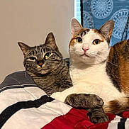 Jade Daisy joined the competition — help win amazing prizes! animal, bed, blanket, calico_cat, cat, closeup, companion, cozy, cute, domestic_animal, ears, eyes, feline, fur, indoor, pets, resting, snuggling, tabby_cat, whiskers