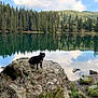 dog, black_dog, rock, lake, water, reflection, trees, pine_trees, forest, sky, clouds, nature, outdoor, landscape, grass, rocks, calm, peaceful, wildlife, animal