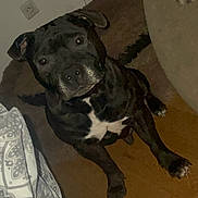 Nelson participe au concours pour gagner de l'argent avec cette photo : animal, bed, bedding, black_dog, companion, couch, cute, dog, domestic_animal, ears, floor, fur, indoor, looking_up, mammal, paws, pet, pet_portrait, rug, white_patch