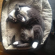 Misty a rejoint le concours — aidez-le/la à gagner de superbes lots ! carnivoran, cat, cat_like_mammal, claw, domestic_short_haired_cat, fur, kitten, paw, small_to_medium_sized_cats, whiskers