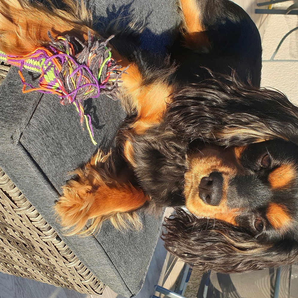 Pilou