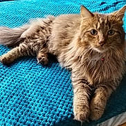 Grizzly Bear is registered to the contest to win money with this photo: cat, fluffy, pet, animal, feline, tabby, bed, blanket, indoor, cute, whiskers, collar, relaxed, looking, fur, paws, domestic, resting, texture, blue