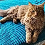 cat, fluffy, pet, animal, feline, tabby, bed, blanket, indoor, cute, whiskers, collar, relaxed, looking, fur, paws, domestic, resting, texture, blue