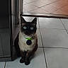 Loky a rejoint le concours — aidez-le/la à gagner de superbes lots ! cat, siamese_cat, blue_eyes, green_collar, indoor, tile_floor, doorway, kitchen, appliance, shoes, trash_can, curious, pet, animal, domestic, looking, sitting, floor_tiles, household, home