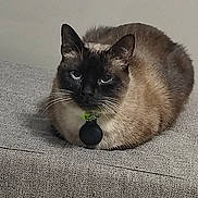 Loky participe au concours pour gagner de l'argent avec cette photo : cat, siamese_cat, pet, feline, loaf, gray, indoor, fur, whiskers, ears, animal, collar, tag, resting, cute, domestic, portrait, sitting, face, alert