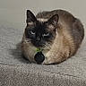 cat, siamese_cat, pet, feline, loaf, gray, indoor, fur, whiskers, ears, animal, collar, tag, resting, cute, domestic, portrait, sitting, face, alert