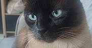 Loky a rejoint le concours — aidez-le/la à gagner de superbes lots ! cat, siamese_cat, blue_eyes, pet, indoor, feline, animal, bed, fur, whiskers, ears, sitting, looking_away, household, printer, shelf, cozy, domestic, portrait, curious