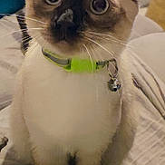 Loki.. a rejoint le concours — aidez-le/la à gagner de superbes lots ! accessories, animal, cat, collar, kitten, pet, siamese