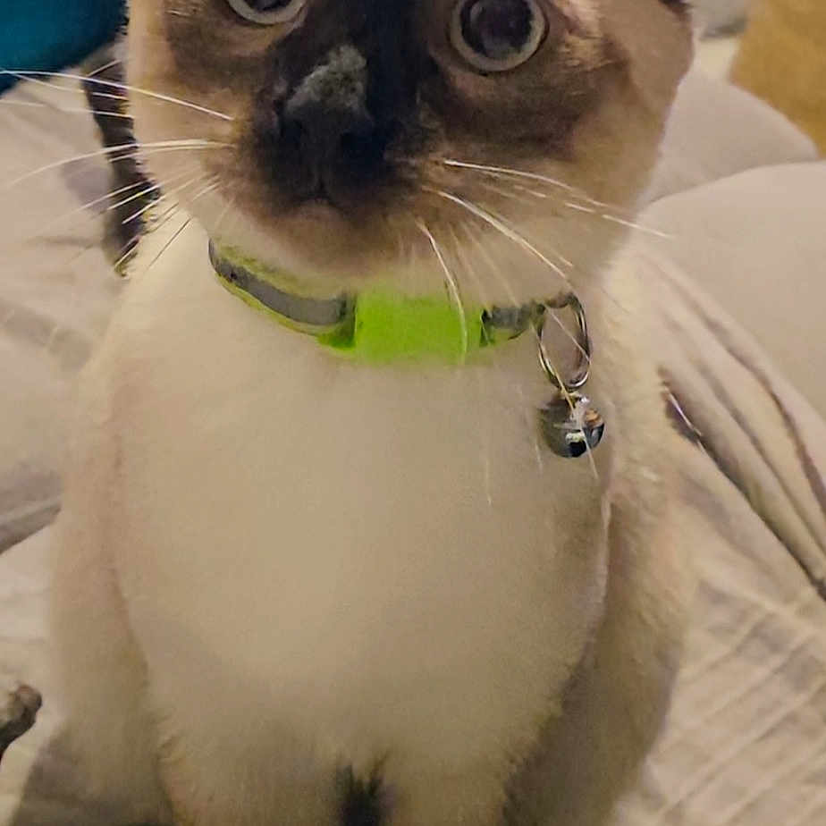 Loki..