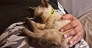 Loki.. participe au concours pour gagner de l'argent avec cette photo : accessories, animal, bodypart, cat, couch, cushion, face, finger, furniture, hand, head, jewelry, kitten, person, pet, photography, portrait, ring, siamese, sleeping