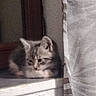 Lily a rejoint le concours — aidez-le/la à gagner de superbes lots ! cat, kitten, tabby, feline, window, curtain, indoors, home, sitting, lying_down, animal, pet, fur, striped_fur, ears, whiskers, eyes, windowsill, cozy, portrait
