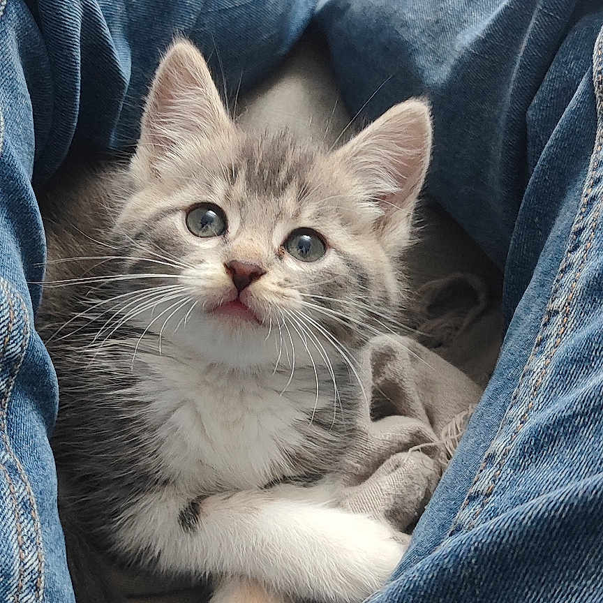 Lily a rejoint le concours — aidez-le/la à gagner de superbes lots ! kitten, cat, gray_fur, white_fur, fluffy, whiskers, blue_eyes, ears, paws, sitting, indoors, denim, jeans, blanket, lap, portrait, closeup, pet, cute, relaxed