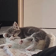 Lily a rejoint le concours — aidez-le/la à gagner de superbes lots ! cat, kitten, tabby, sleeping, lying_down, pet, animal, fur, whiskers, ears, paws, pink_paw_pads, scratching_post, pet_bed, blanket, indoor, home, cozy, relaxed, portrait