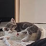 cat, kitten, tabby, sleeping, lying_down, pet, animal, fur, whiskers, ears, paws, pink_paw_pads, scratching_post, pet_bed, blanket, indoor, home, cozy, relaxed, portrait