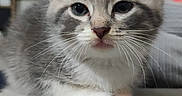 Lily a rejoint le concours — aidez-le/la à gagner de superbes lots ! cat, kitten, gray_fur, white_fur, tabby, animal, pet, feline, couch, sofa, indoors, portrait, close_up, ears, whiskers, paws, sitting, adorable, cute, home