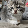 cat, kitten, gray_fur, white_fur, tabby, animal, pet, feline, couch, sofa, indoors, portrait, close_up, ears, whiskers, paws, sitting, adorable, cute, home